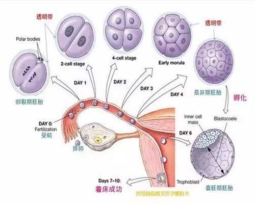 备孕期间食用海鲜的利弊与注意事项